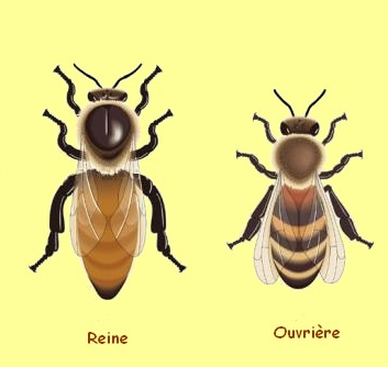 Comment l'abeille devient reine ? - Naturabee